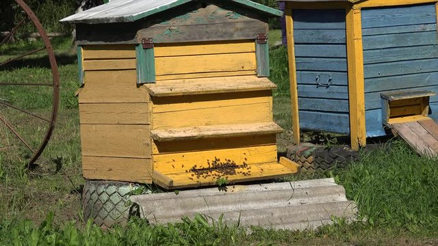 swarm of bees fly to wooden beehive in summer green garden. 4K 
