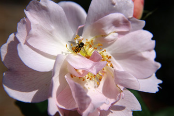 ピーチブロッサム（バラ）