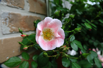 Obraz premium ビンゴメイディランド（バラ）