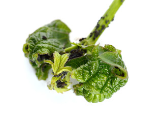 Aphids, also known as plant lice, Commonwealth as greenflies, blackflies, or whiteflies. On the...