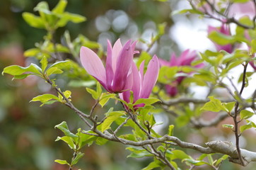 Obraz premium 紫木蓮