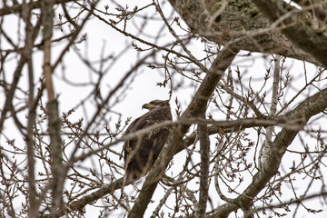 Bald Eagle British Columbia