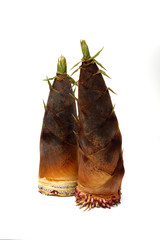 たけのこ 孟宗竹