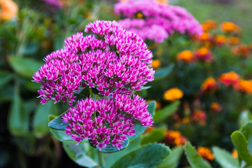 Obraz premium Beautiful nice flower in a good day