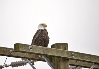 Bald Eagle British Columbia