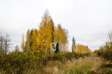 Forest and tree in a nice day
