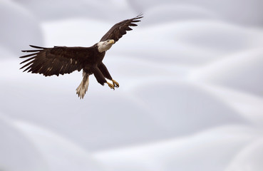 Bald Eagle British Columbia in flight