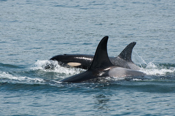 Naklejka premium Two Orcas