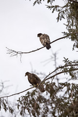Bald Eagle British Columbia