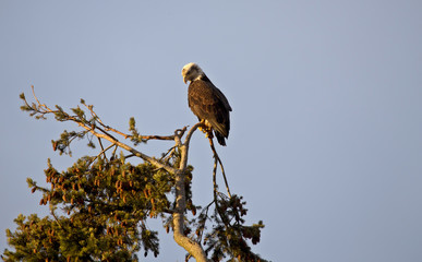Bald Eagle British Columbia