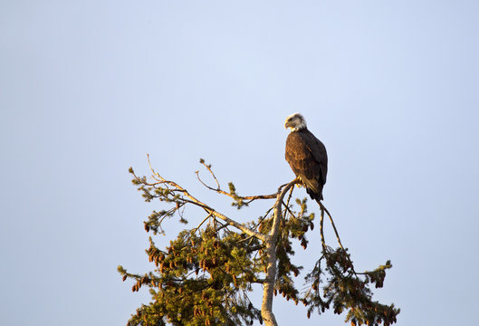 Bald Eagle British Columbia