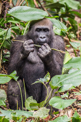 Gorilla in the African jungle Gabon (Gorilla gorilla)