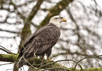 Bald Eagle British Columbia
