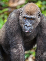 Obraz premium Gorilla in the African jungle Gabon (Gorilla gorilla)
