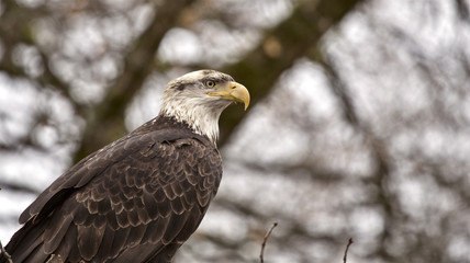 Bald Eagle British Columbia