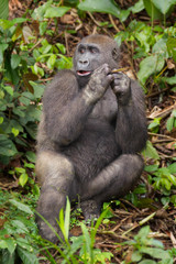 Gorilla in the African jungle Gabon (Gorilla gorilla)