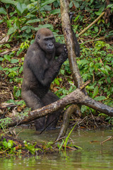 Gorilla in the African jungle Gabon (Gorilla gorilla)