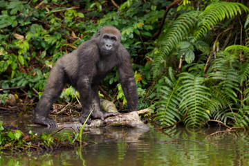 Gorilla in the African jungle Gabon (Gorilla gorilla)