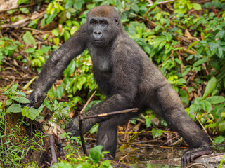 Gorilla in the African jungle Gabon (Gorilla gorilla)