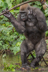 Gorilla in the African jungle Gabon (Gorilla gorilla)