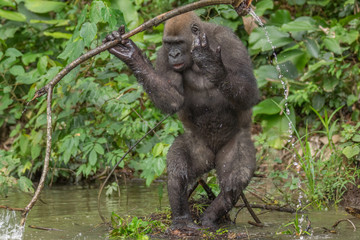 Gorilla in the African jungle Gabon (Gorilla gorilla)