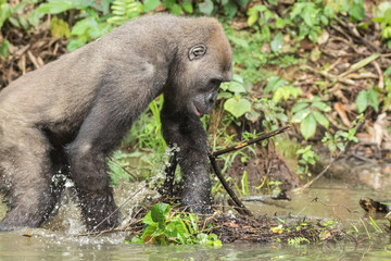Gorilla in the African jungle Gabon (Gorilla gorilla)