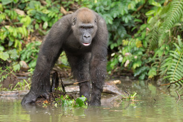 Gorilla in the African jungle Gabon (Gorilla gorilla)