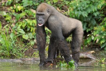 Gorilla in the African jungle Gabon (Gorilla gorilla)