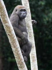 Gorilla in the African jungle Gabon (Gorilla gorilla)