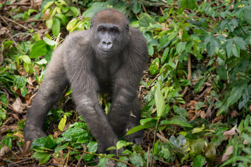 Gorilla in the African jungle Gabon (Gorilla gorilla)