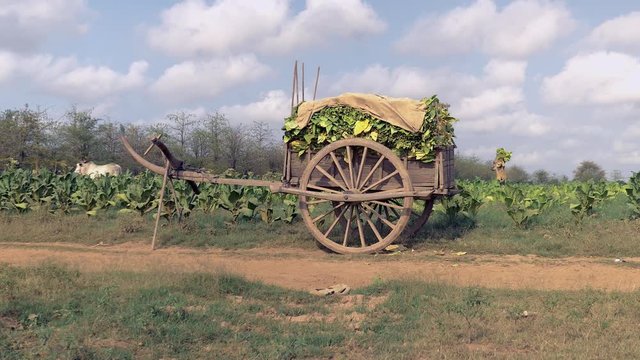 Harvested tobacco leaves laid on a cart. Farmer walking through the field in the background to unload basket filled with more tobacco leaves in the cart