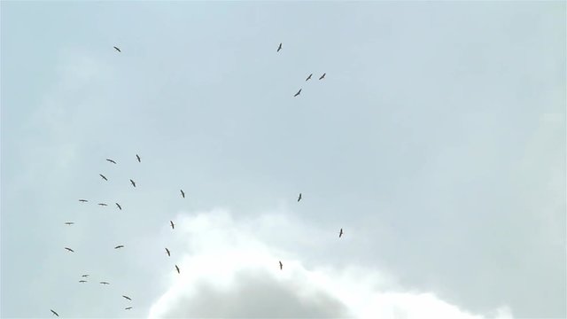 Group of birds flying around blue sky 2