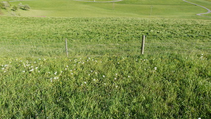 Wiese im Allgäu - Frühling