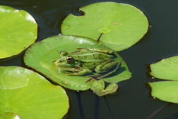 Frosch auf Seerosenblatt