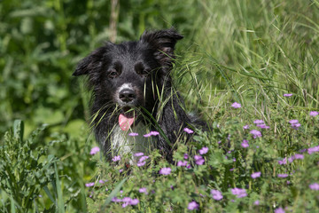 Border Collie in der Sommerwiese