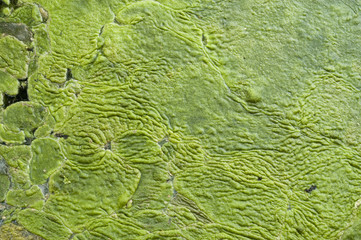 Algenteppich auf einem See