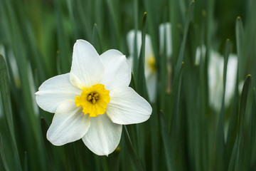 White narcissus flower, close-up outdoors