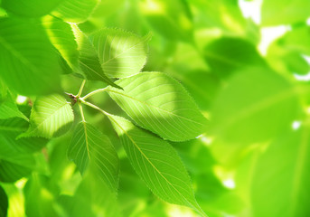 新緑の葉　