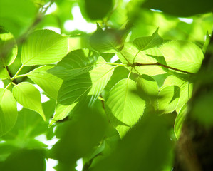 Fototapeta na wymiar 新緑の葉　