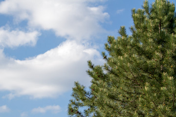 Part of the spruce against the white blue sky.