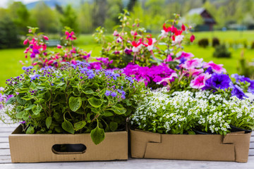 Seedlings of colorful flowers for planting in the garden.