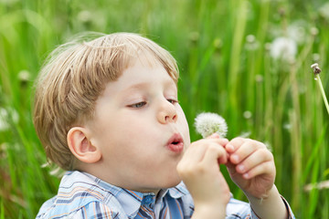 Young blond boy in meadow blowing on dandelion seeds
