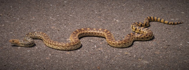 Bull Snake on pavement in summer. 