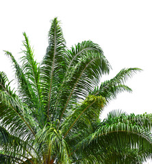 Fototapeta premium leaf of palm or coconut tree isolated on white background