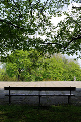 Empty bench in the middle of a park below a green tree