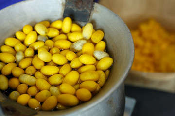 golden yellow cocoon silkworm process to silk thread textile