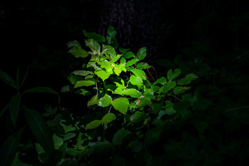 Blätter unter Sonnenstrahlen