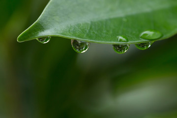 Fototapeta premium water dew drop on green leaf nature