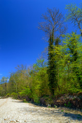 Landscape with mountain river bank and forest