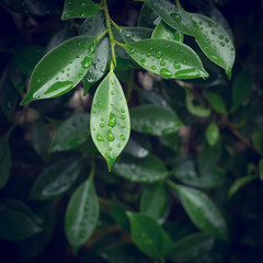 water dew drop on green leaf nature